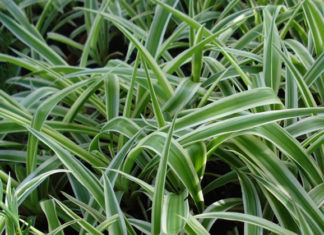 Clorofito 704 0 030 Clorofito_ok